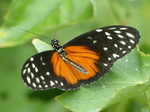 FZ007374 Butterfly.jpg